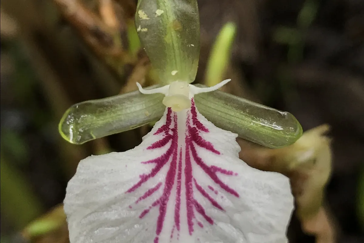 White cardamom flower (Elettaria cardamomum) veined with purple