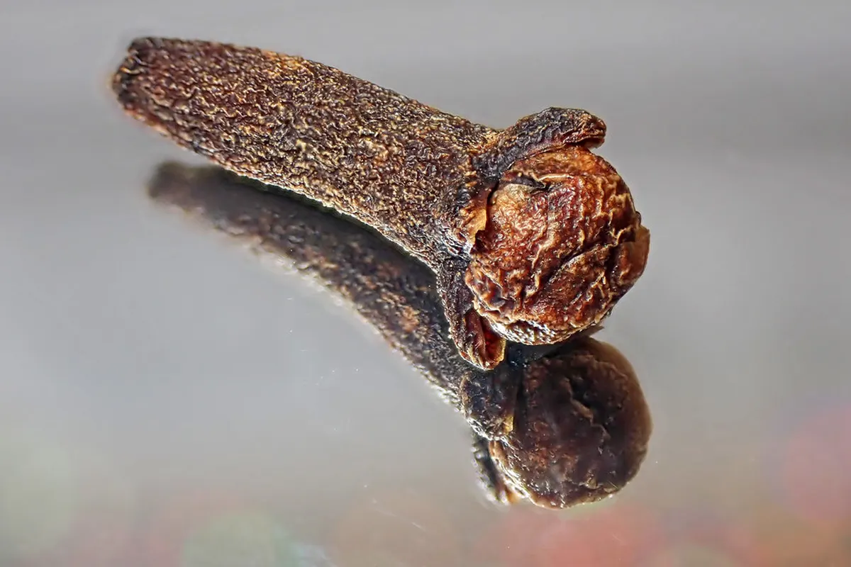 Close-up of a clove