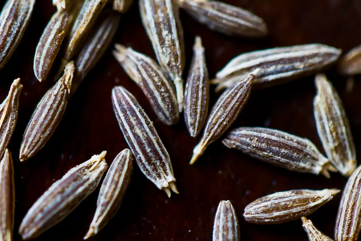 Close-up of cumin seeds