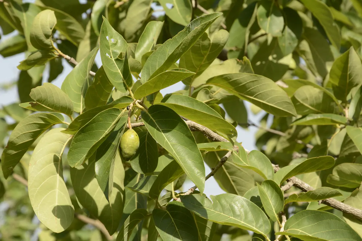 Haritaki branch (Terminalia chebula) with leaves and a young fruit
