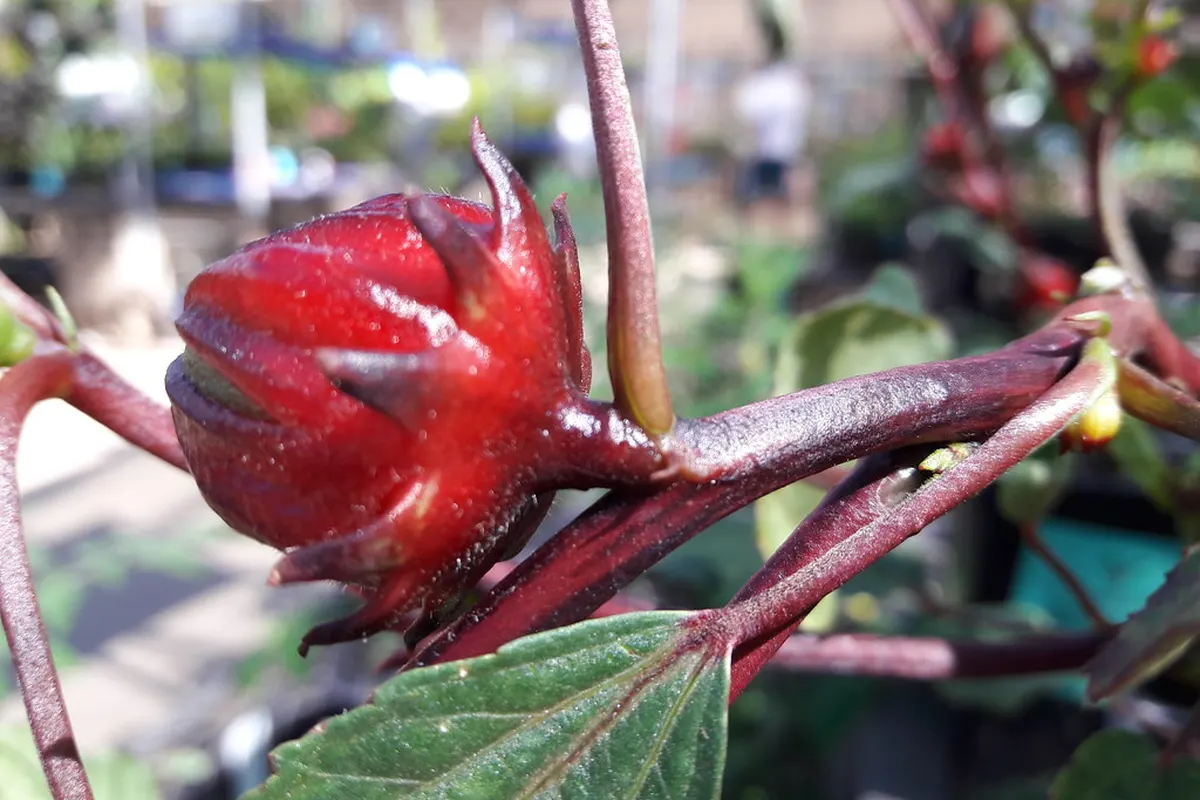 Red hibiscus calyces (Hibiscus sabdariffa) on the plant