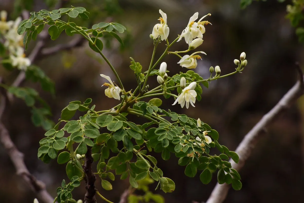 Flowering moringa branch (Moringa oleifera)