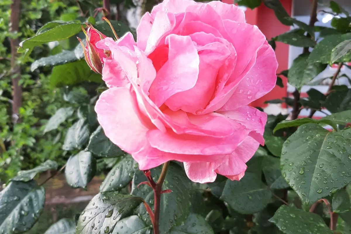 A pink rose in bloom on the bush