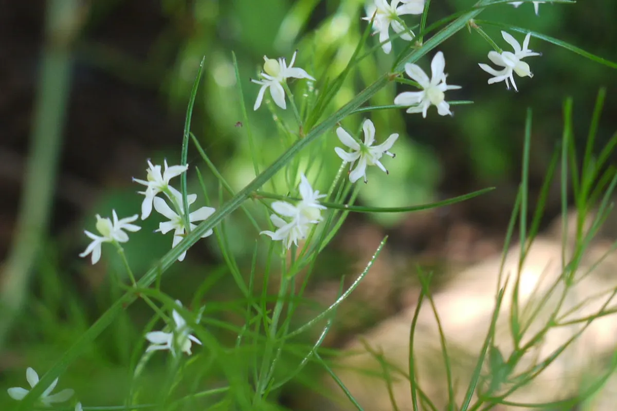 Small white flowers of shatavari (Asparagus racemosus)
