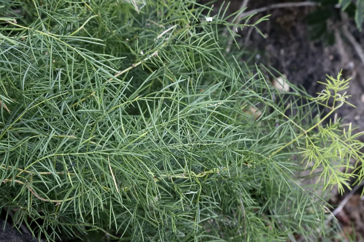 Fine foliage of shatavari (Asparagus racemosus)