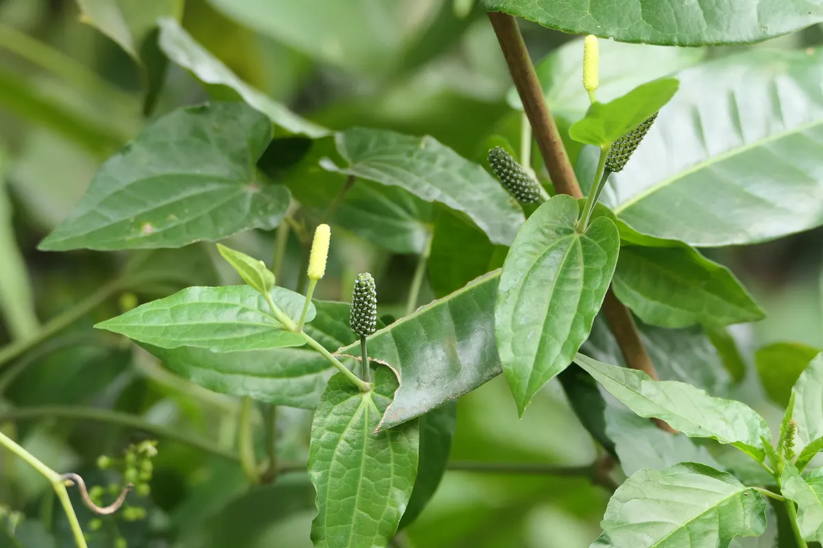 Long pepper plant (Piper longum), one of the three trikatu spices