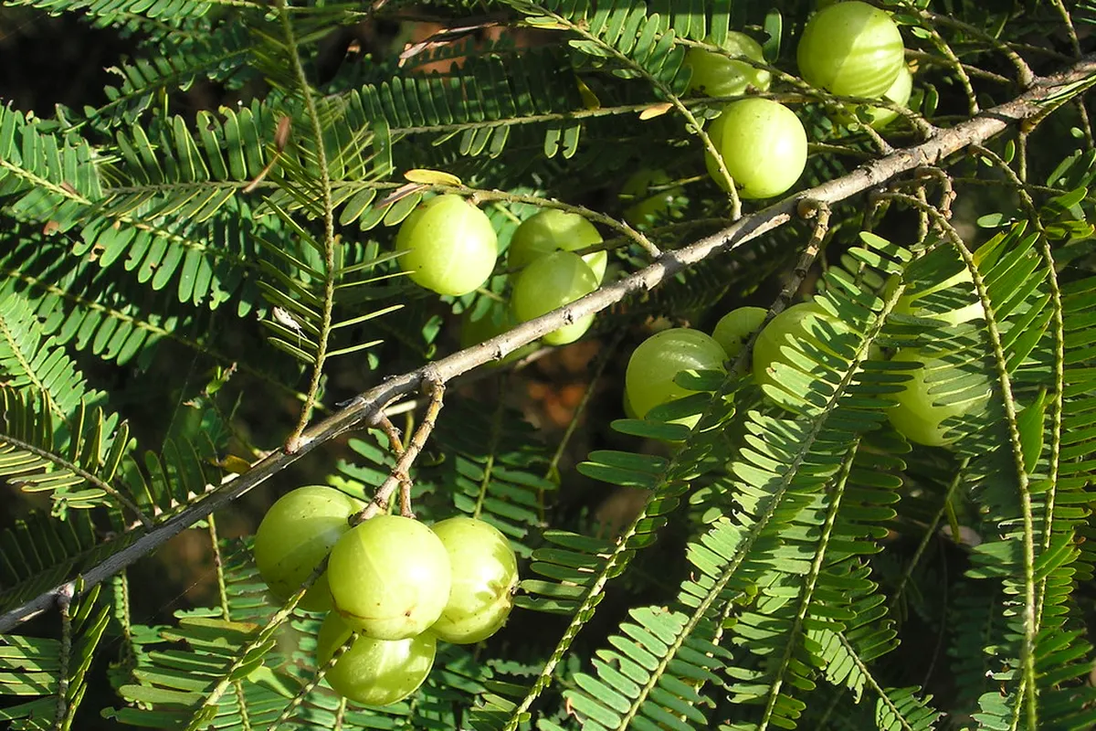 Amla fruits (Phyllanthus emblica) on the branch, one of the three triphala fruits