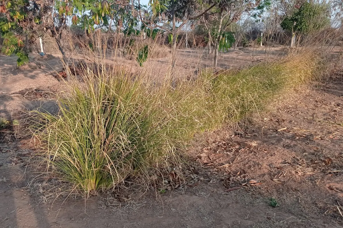 A clump of vetiver grass (Chrysopogon zizanioides) in a field