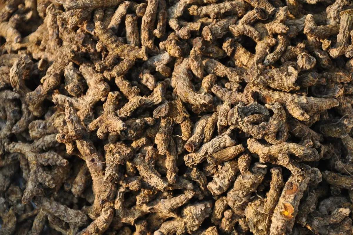 A pile of dried turmeric rhizomes