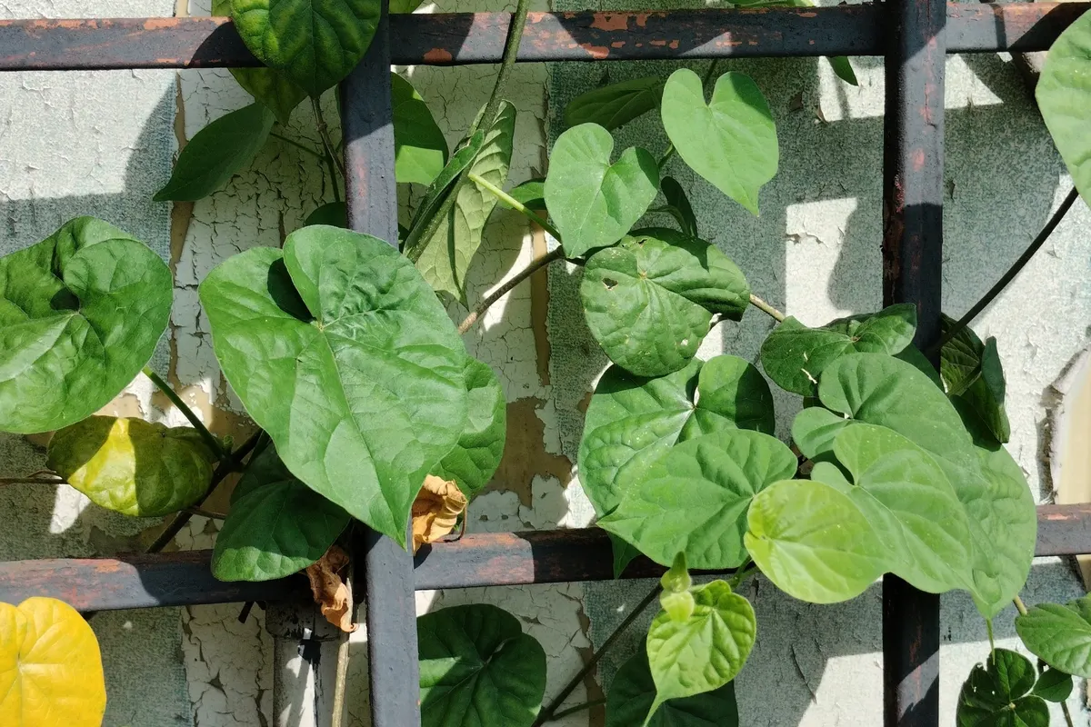 Guduchi (Tinospora cordifolia), a climber with heart-shaped leaves